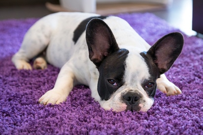 pet friendly carpet cleaning spring hill
